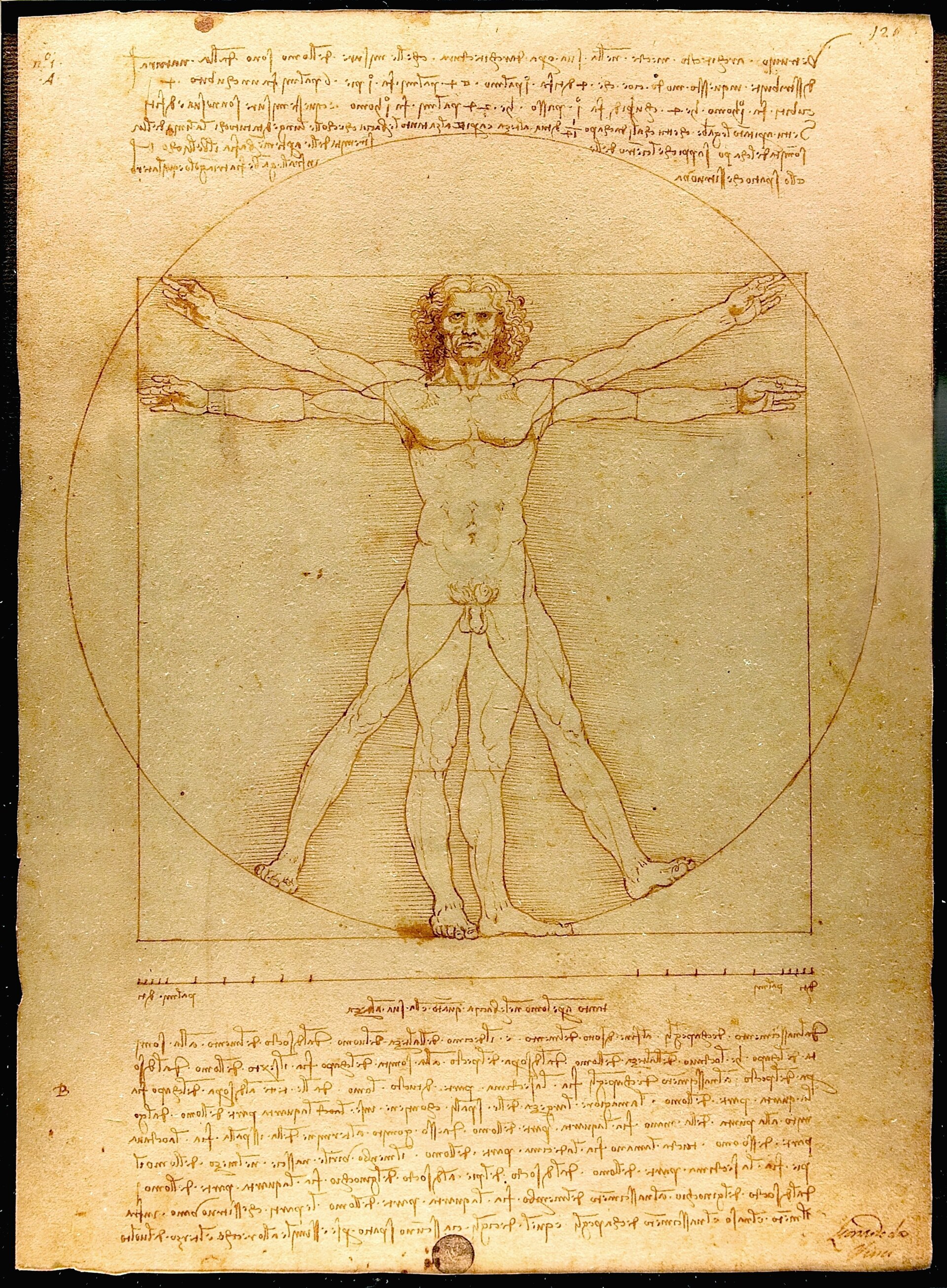 Vitruvian Man drawing by Leonardo da Vinci
